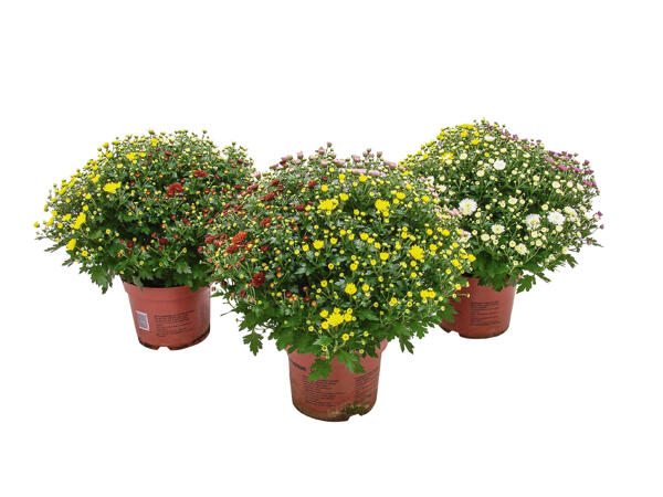 Krysantemum, trio