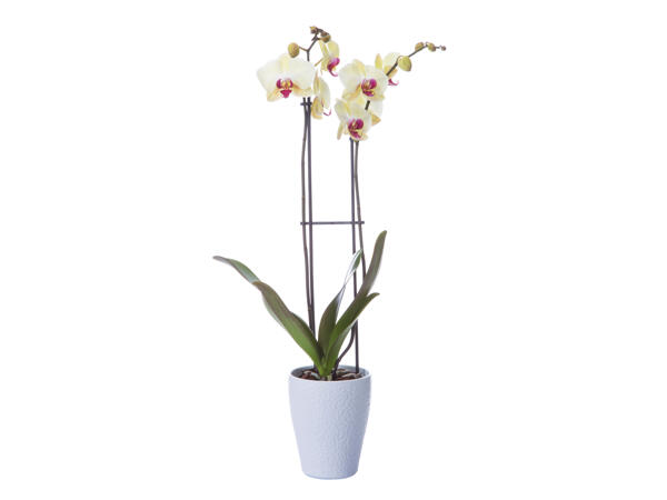Twin Stem Orchid in Ceramic