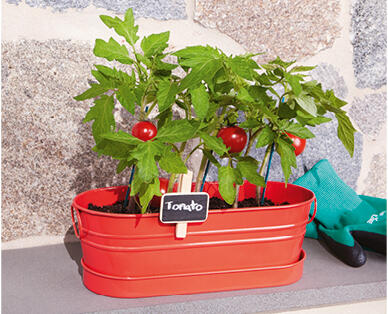 Windowsill Garden Kit