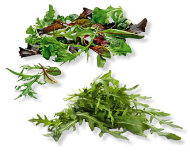 Salade à couper/Roquette