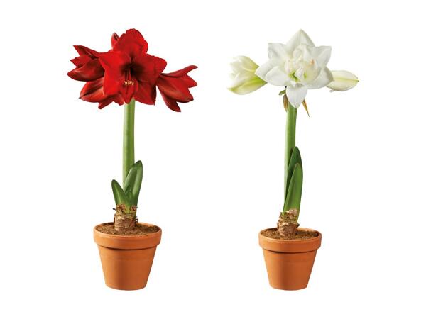 Amaryllis i lerpotte