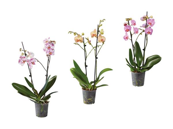 Phalaenopsis 2 tiges