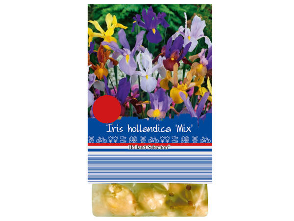 Spring Bulbs