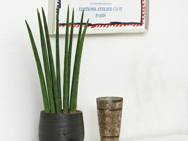 Sansevieria Cylindrica miks