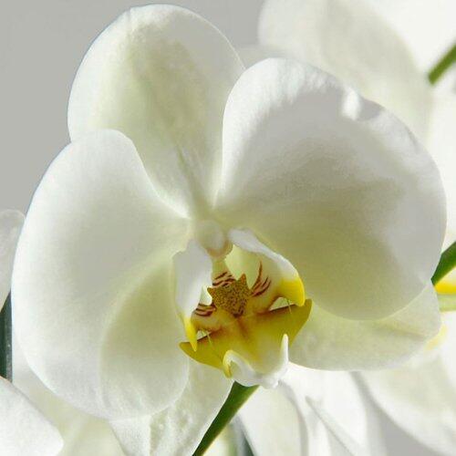Orchidee