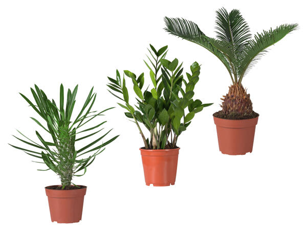 Palme