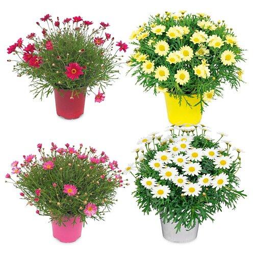 Margerite Crazy Daisy