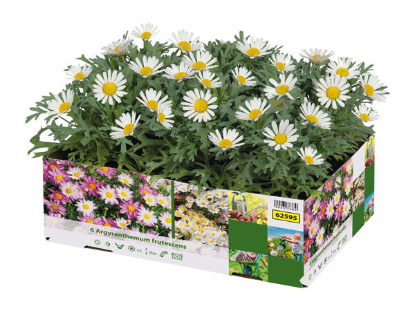 Bedding Plants