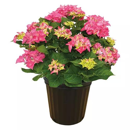 Potted Spring Hydrangea