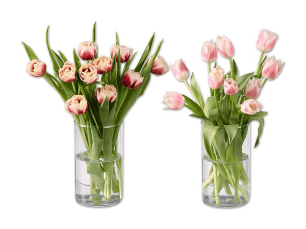 Tulpen gefranst