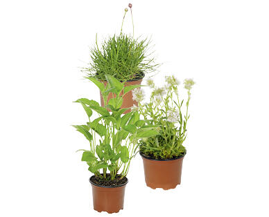 PLANTE VIVACE ORNEMENTALE