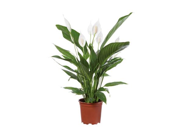 Spathiphyllum