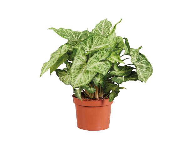 Green Houseplant