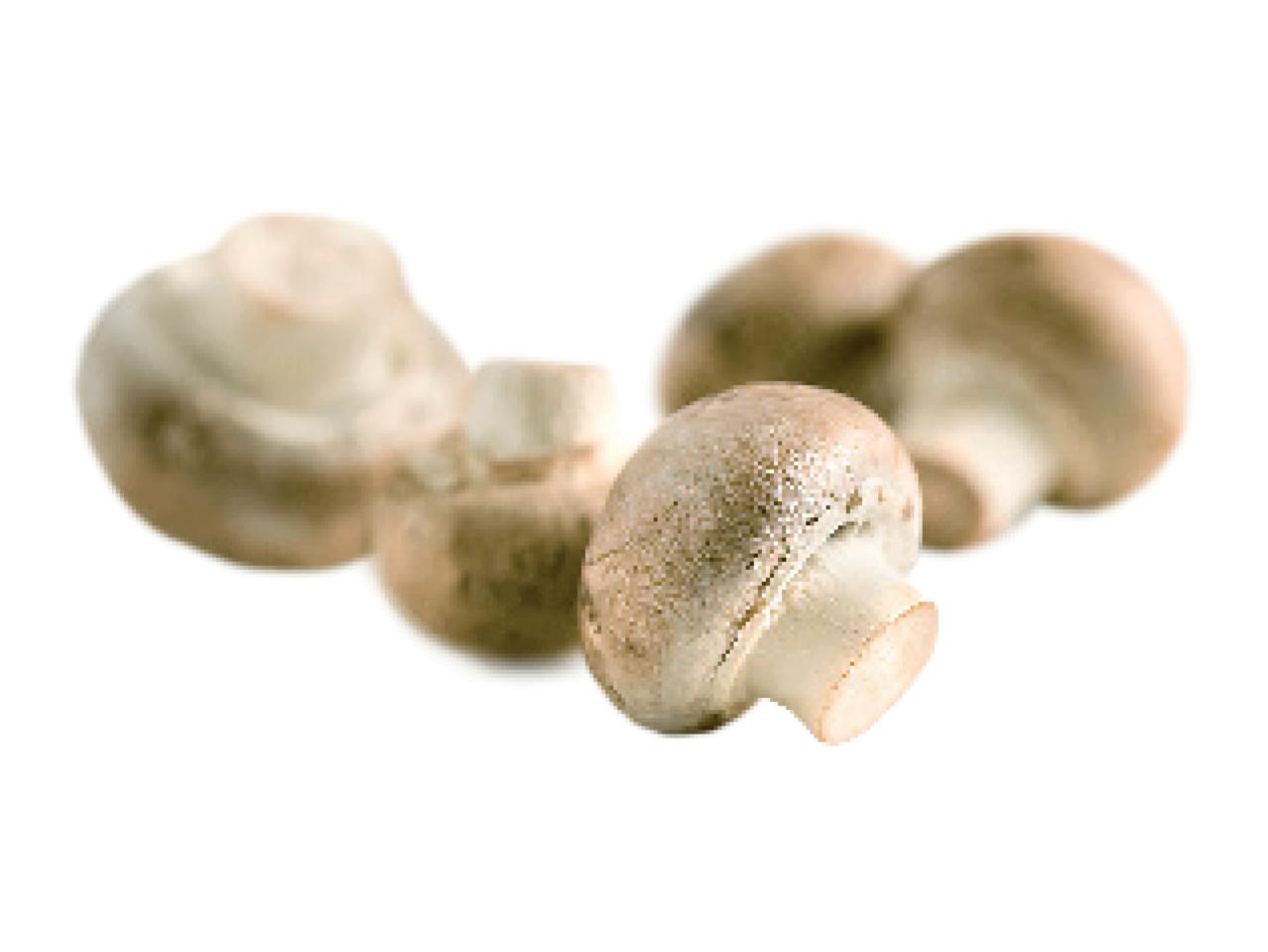 Organic Mushrooms