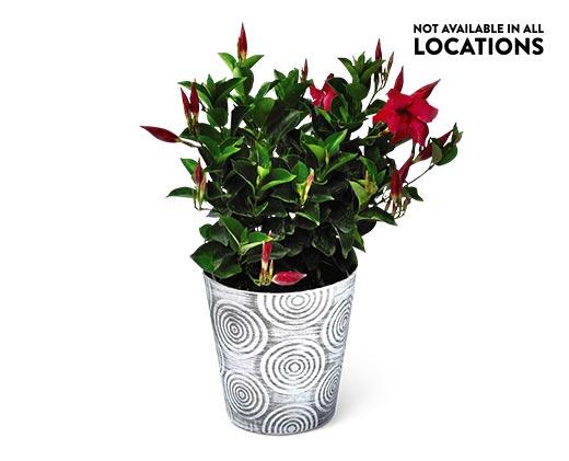 Summer Tropical Plant