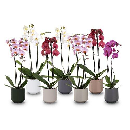 Orchidee multiflora