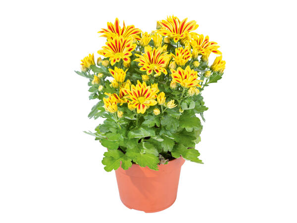 Chrysanthemen