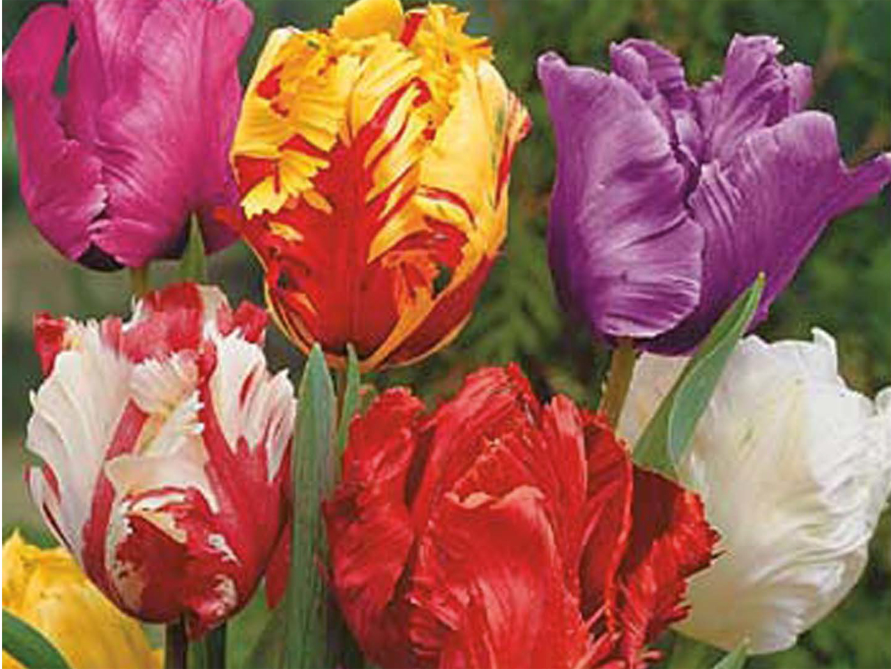 Tulipes perroquet