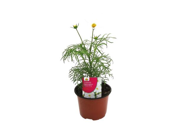Assorted Perennials