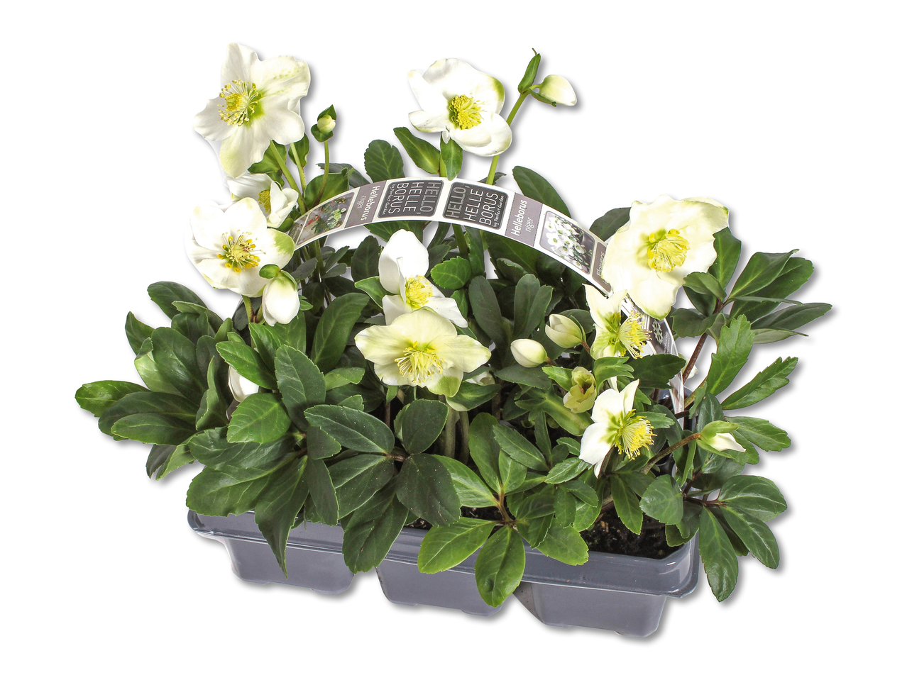 Roses de Noël (hellébore blanc)