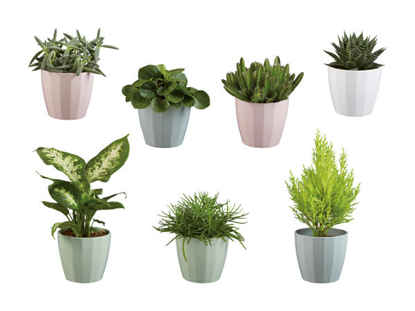 Plantes vertes dans un pot en céramique