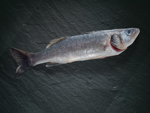 Branzino bio
