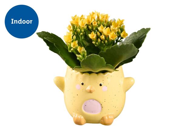 Kalanchoe Mini Happy Easter
