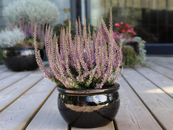 Calluna lyng