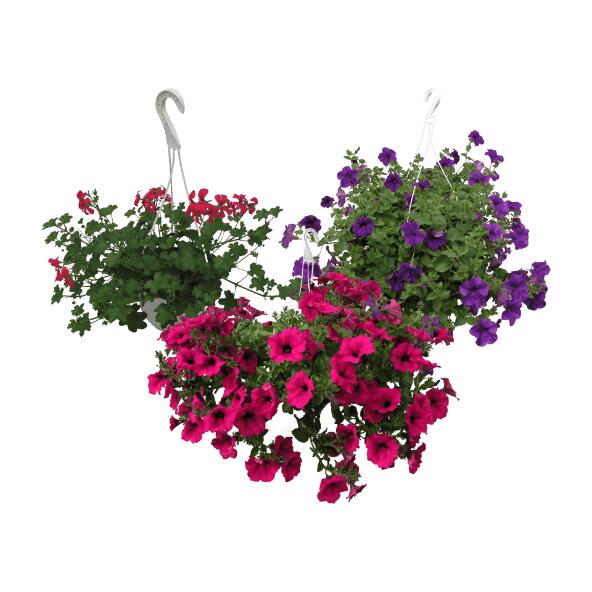 Sommer blomst