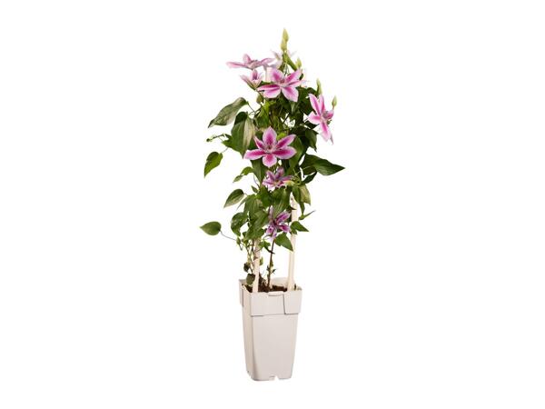 Climbers & Clematis