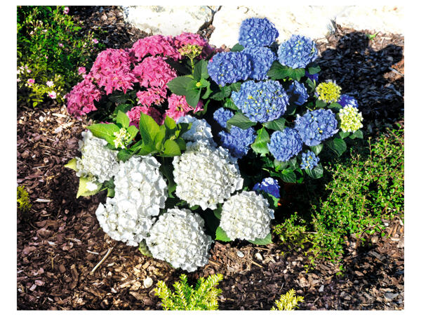 Hydrangea