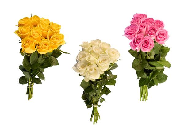 Roses Premium