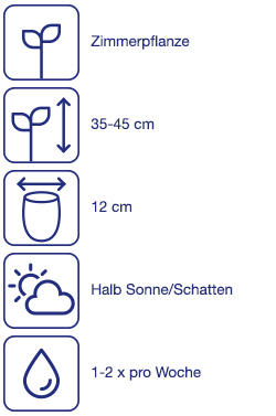 Zimmerpflanze