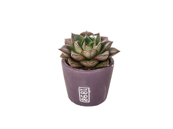 Succulent in Ceramic