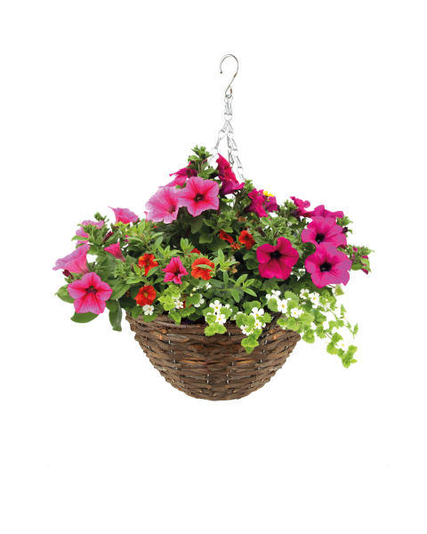 Irish Rattan Hanging Basket