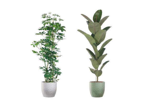 Stor grøn plante