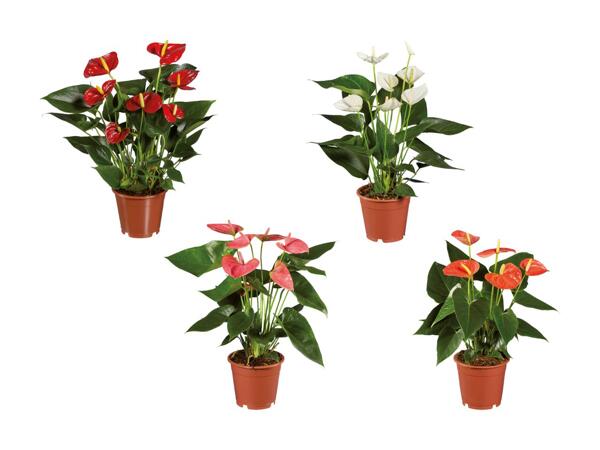 Anthurium Andreanum