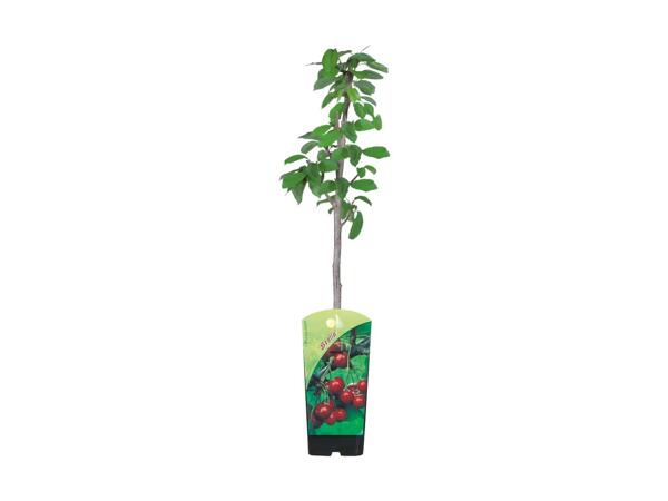 Frugttræ