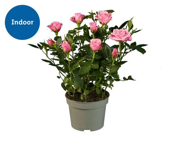 Mini Rose