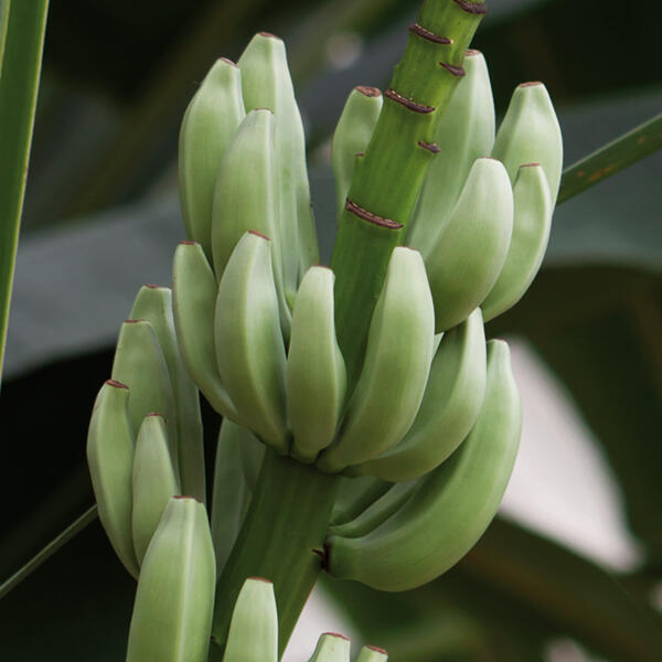 Exotische Früchte