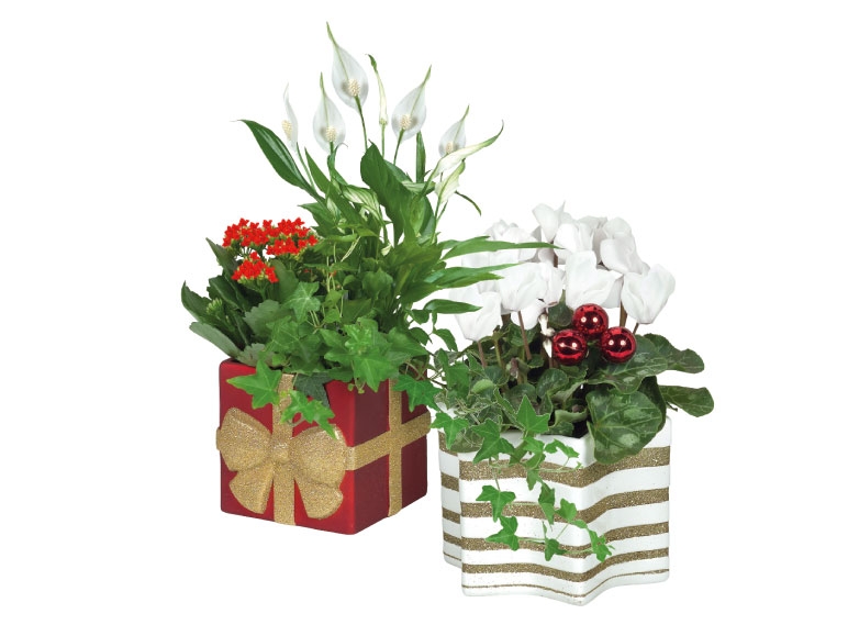 Flowering Plants in a Festive Ceramic Pot