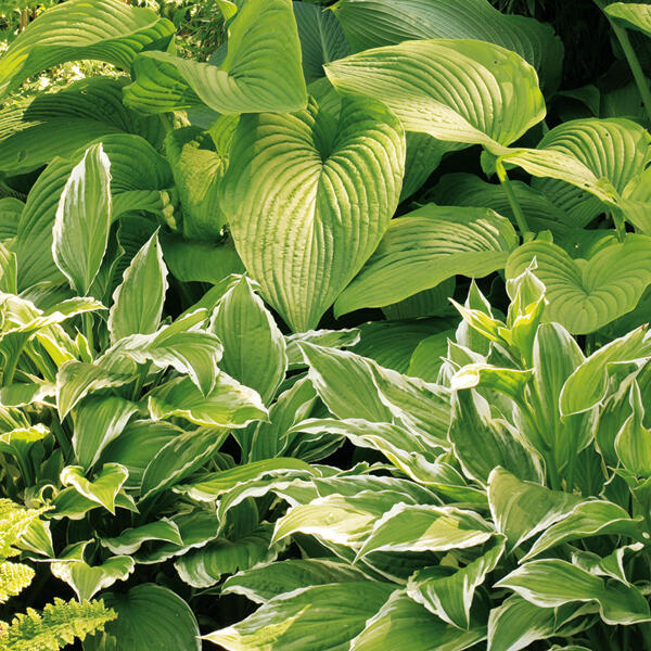 Funkie "Hosta"