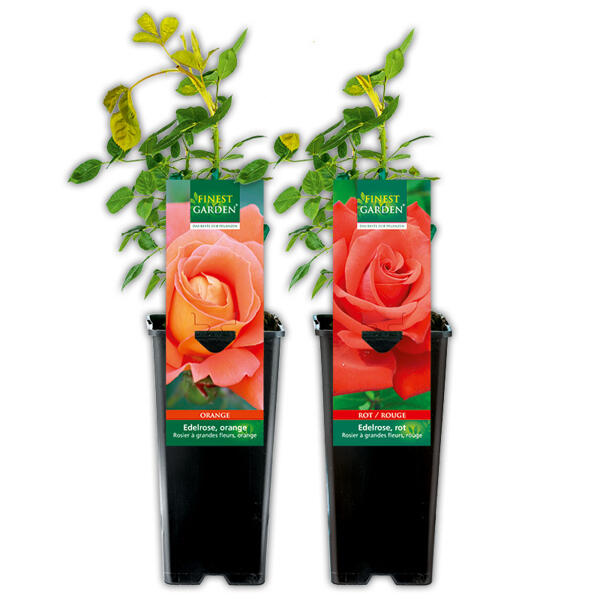 Freiland Rose