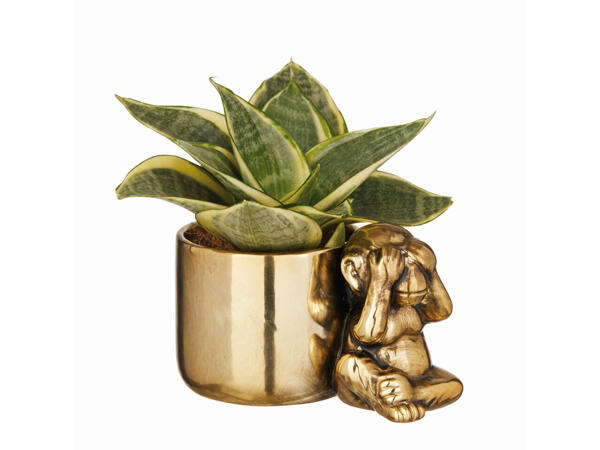 Plante grasse dans un pot en céramique décoré d'un singe