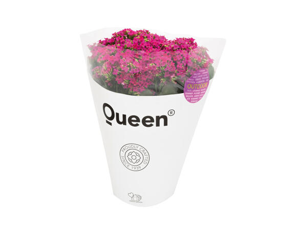 Stor Queen outdoor kalanchoë