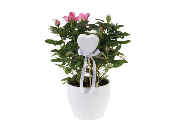 Rosier en pot et kalanchoé dans un pot en céramique