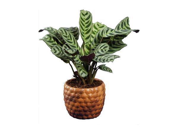 Green Plants in Wood Design Ceramic