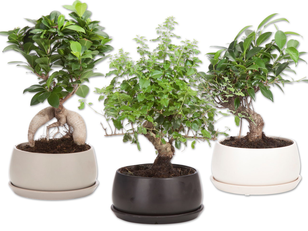 Bonsai im Keramiktopf