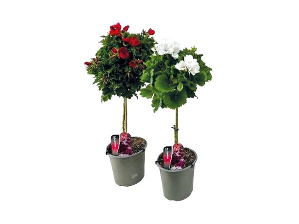 Pelargonie
