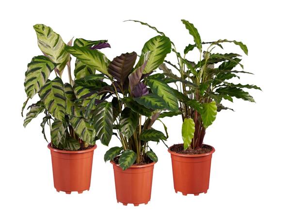 Calathea or ctenanthe